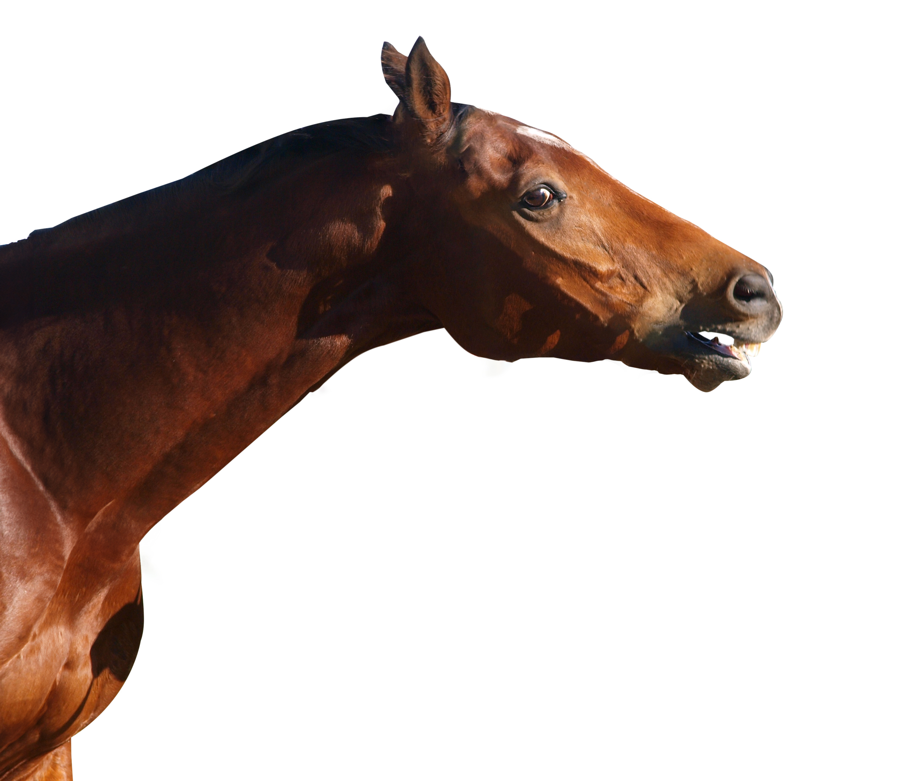 foto-shutterstock